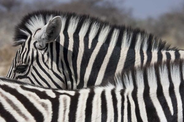 Namibia, Etosha NP Patterns formed by two zebras